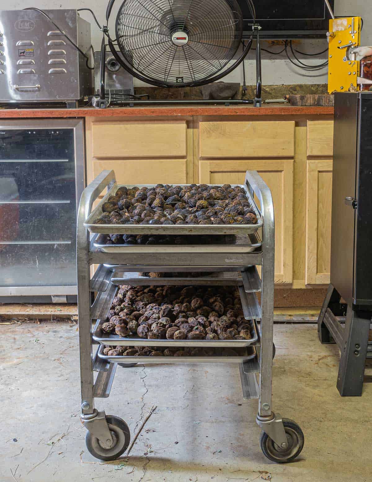 Trays of black walnuts drying in a garage with a fan blowing on them. 