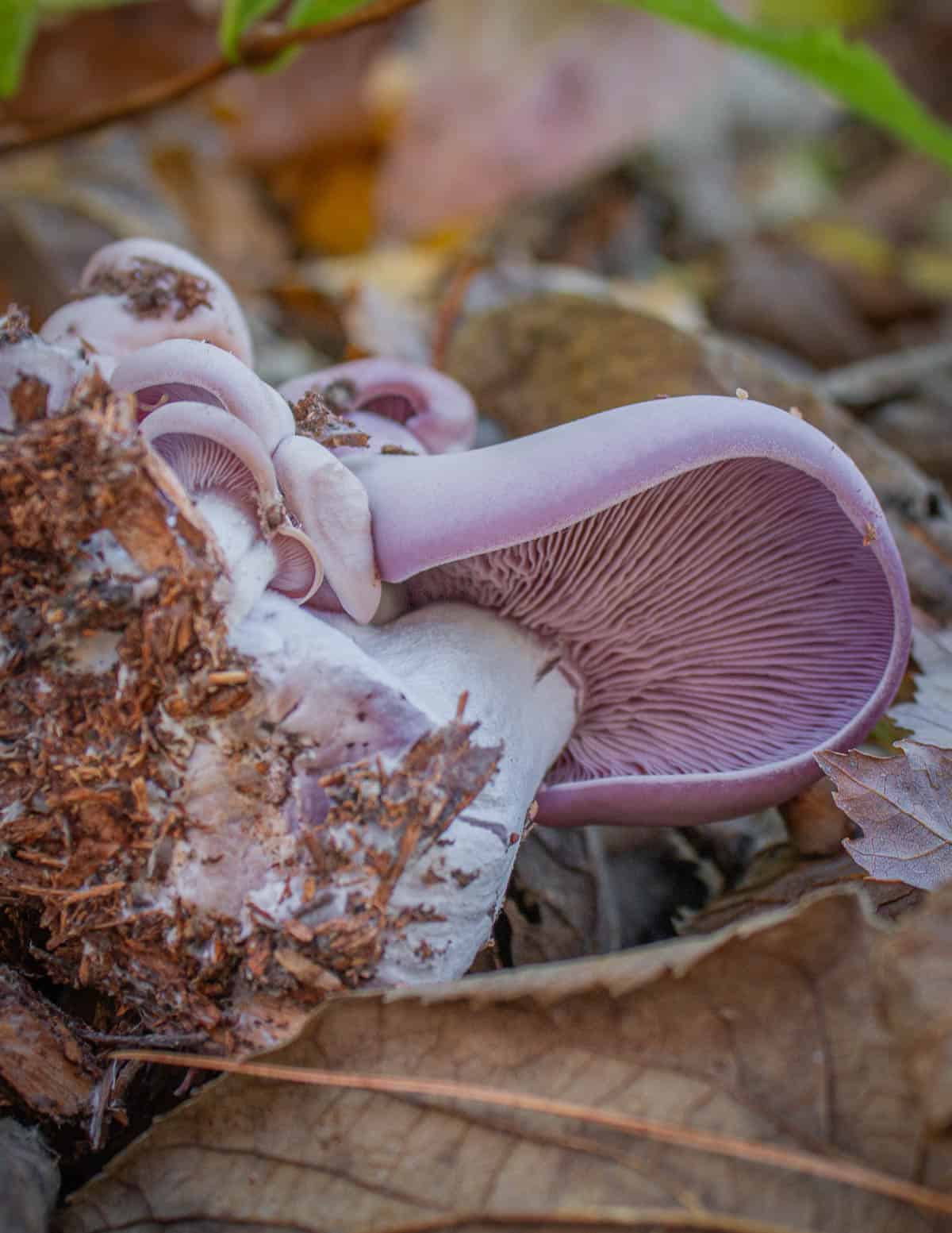 A close up image of purple mushrooms, or blewits (Lepista nuda). 
