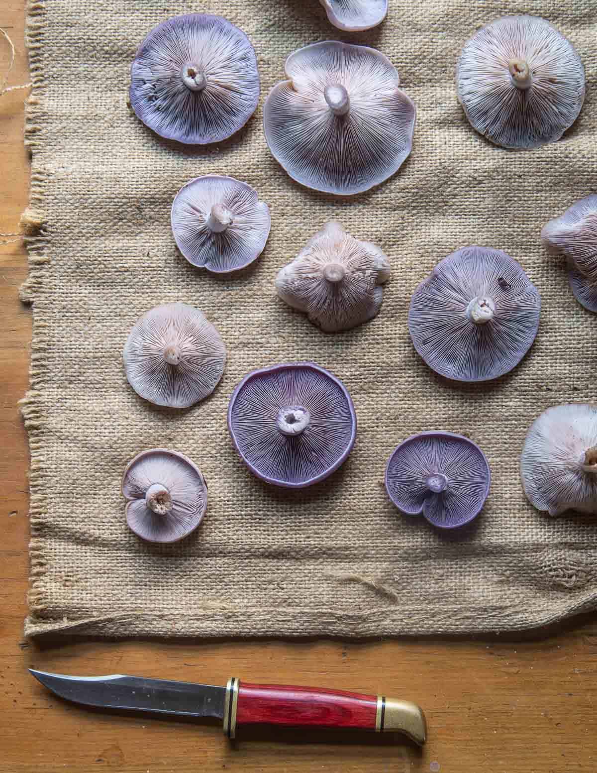 Different shades of edible purple blewit mushrooms laid out on a table next to a knife. 