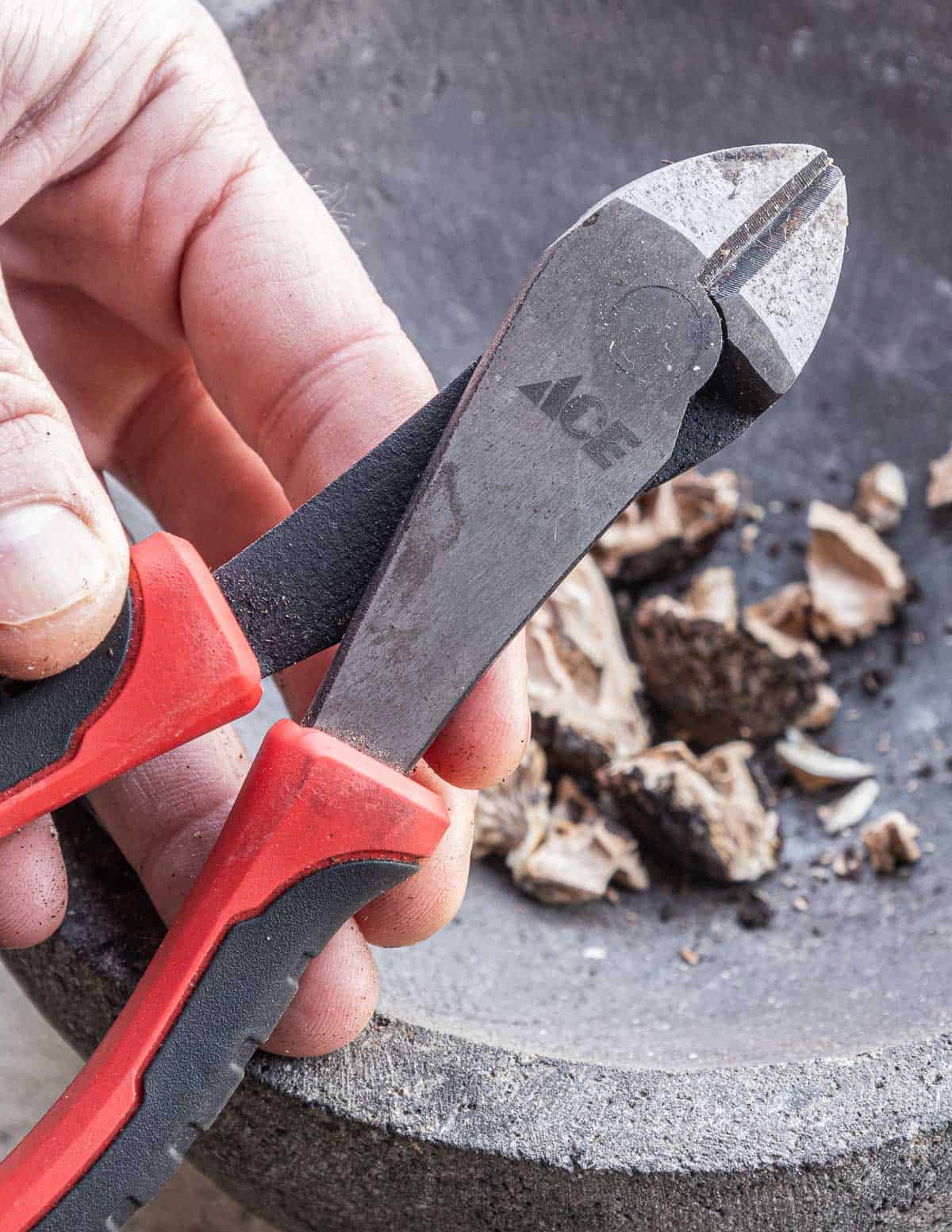 A metal snips used to cut black walnut shells. 