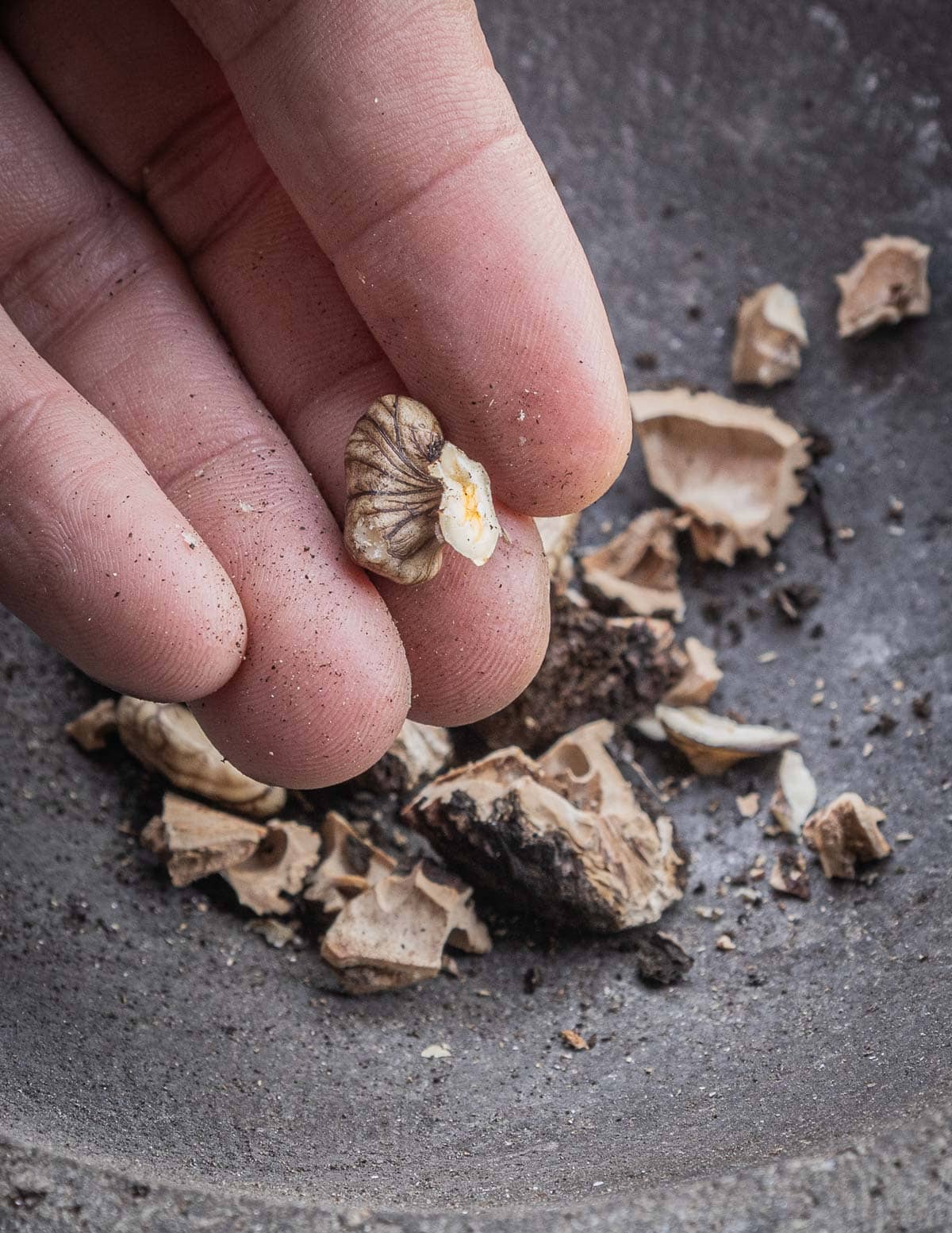 Removing fresh black walnuts from the shell. 