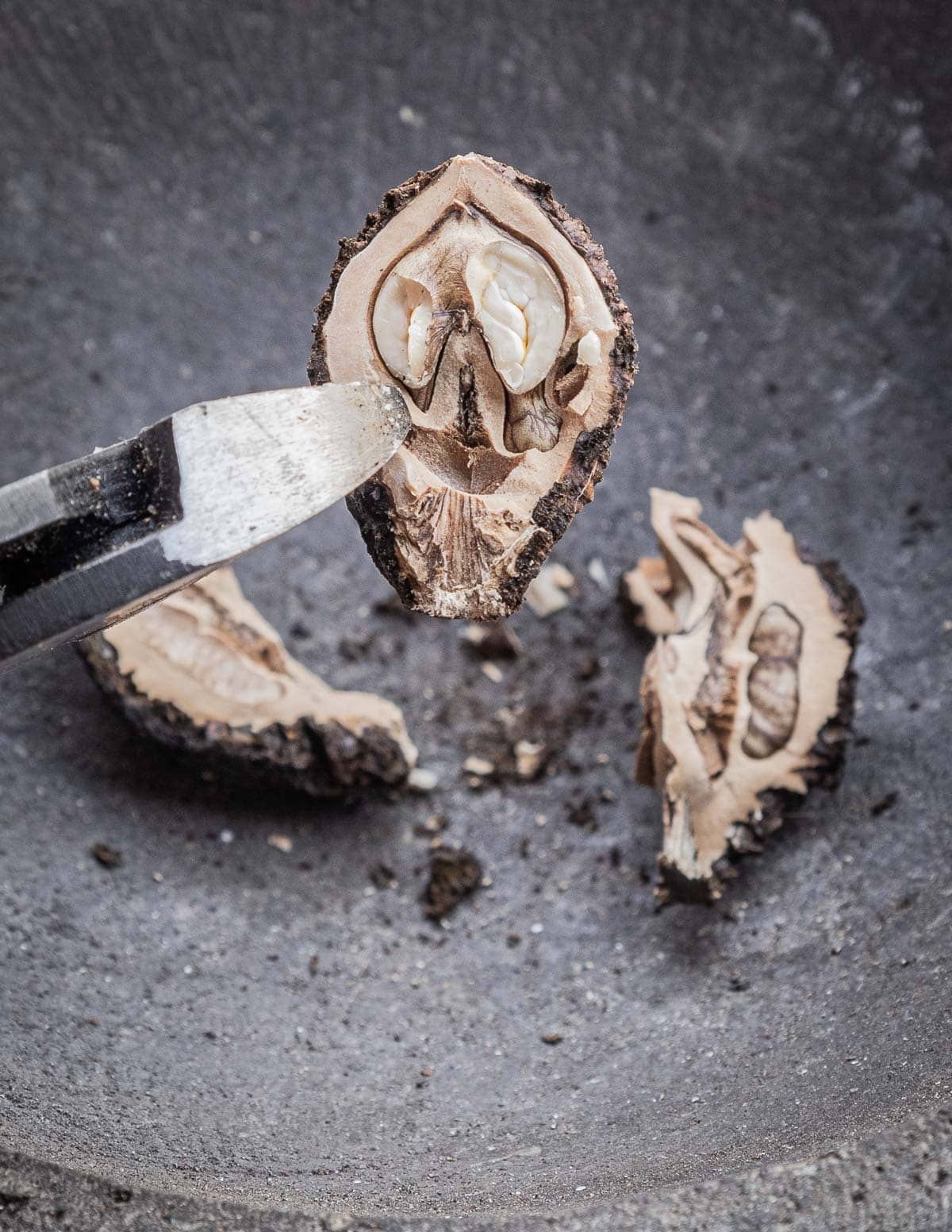 Using a metal snips to get black walnuts from the shell. 