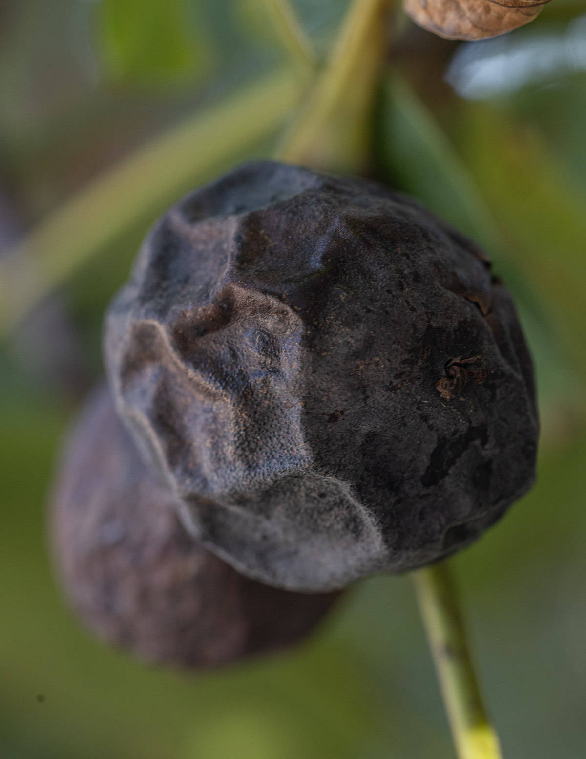 Ripe English walnut on the tree ready to pick. 