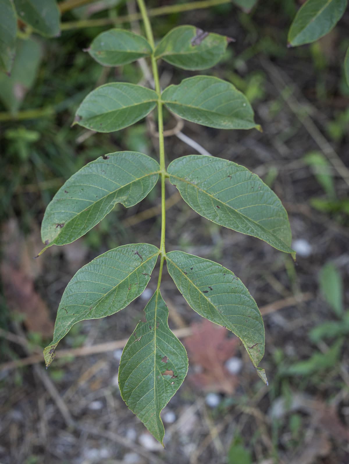 English walnut leaves on the tree. 