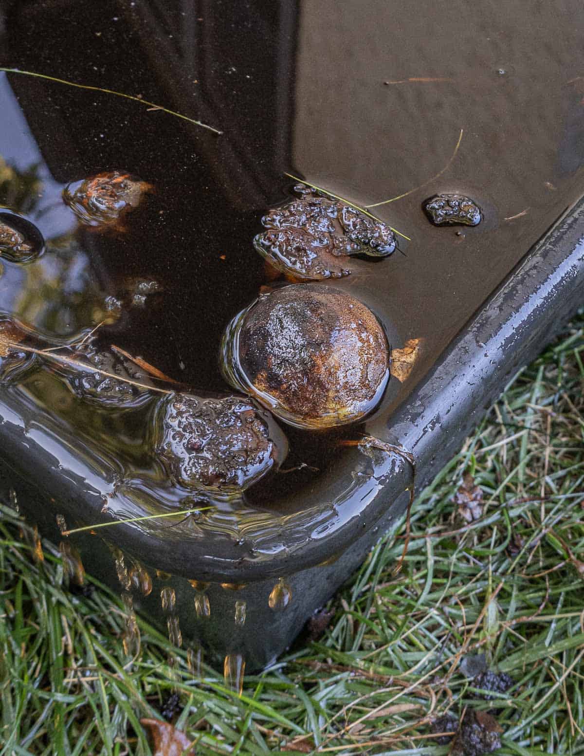 A tub of water filled with black walnuts showing a nut floating which should be discarded, known as the float test. 