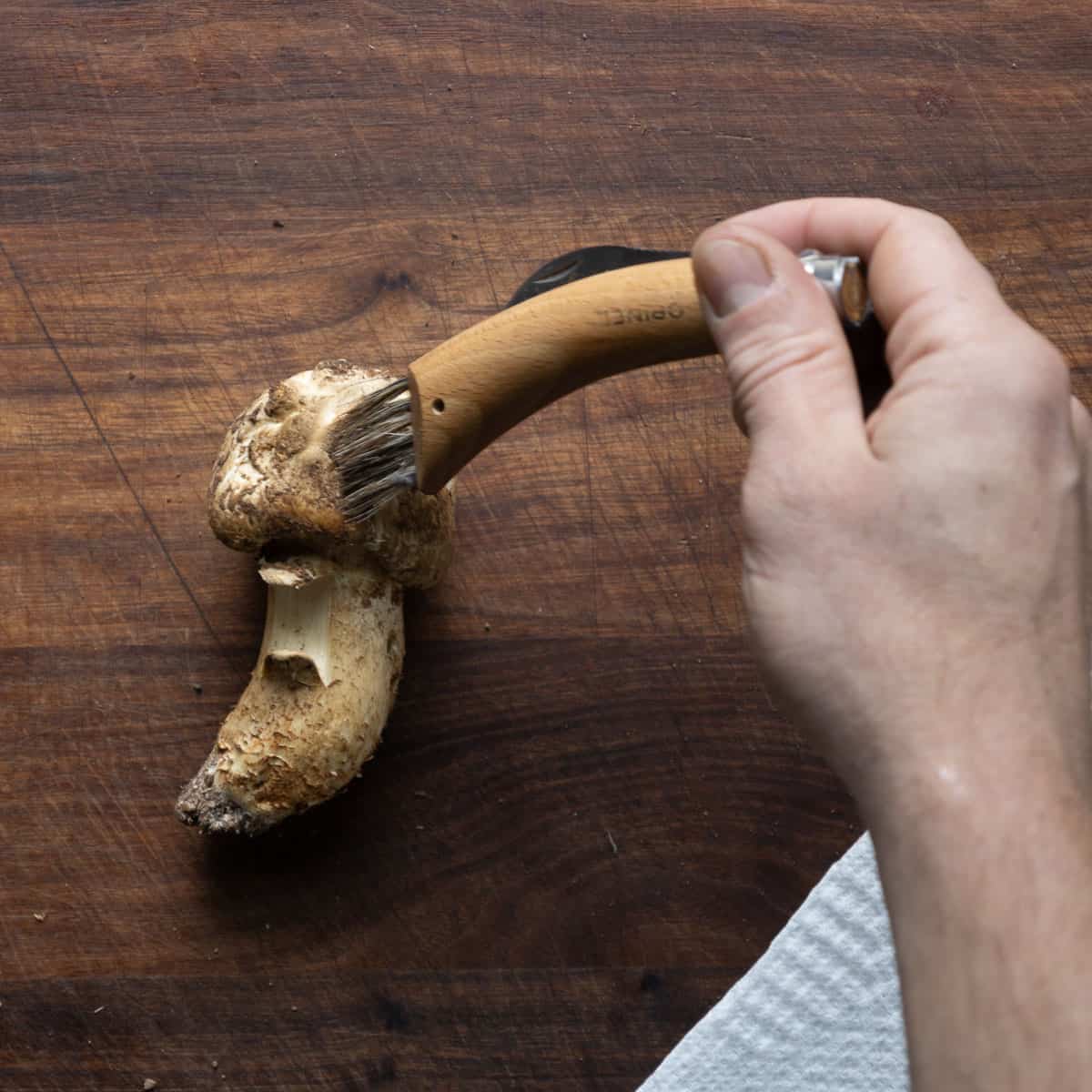Cleaning matsutake pine mushrooms with a brush to remove sand. 