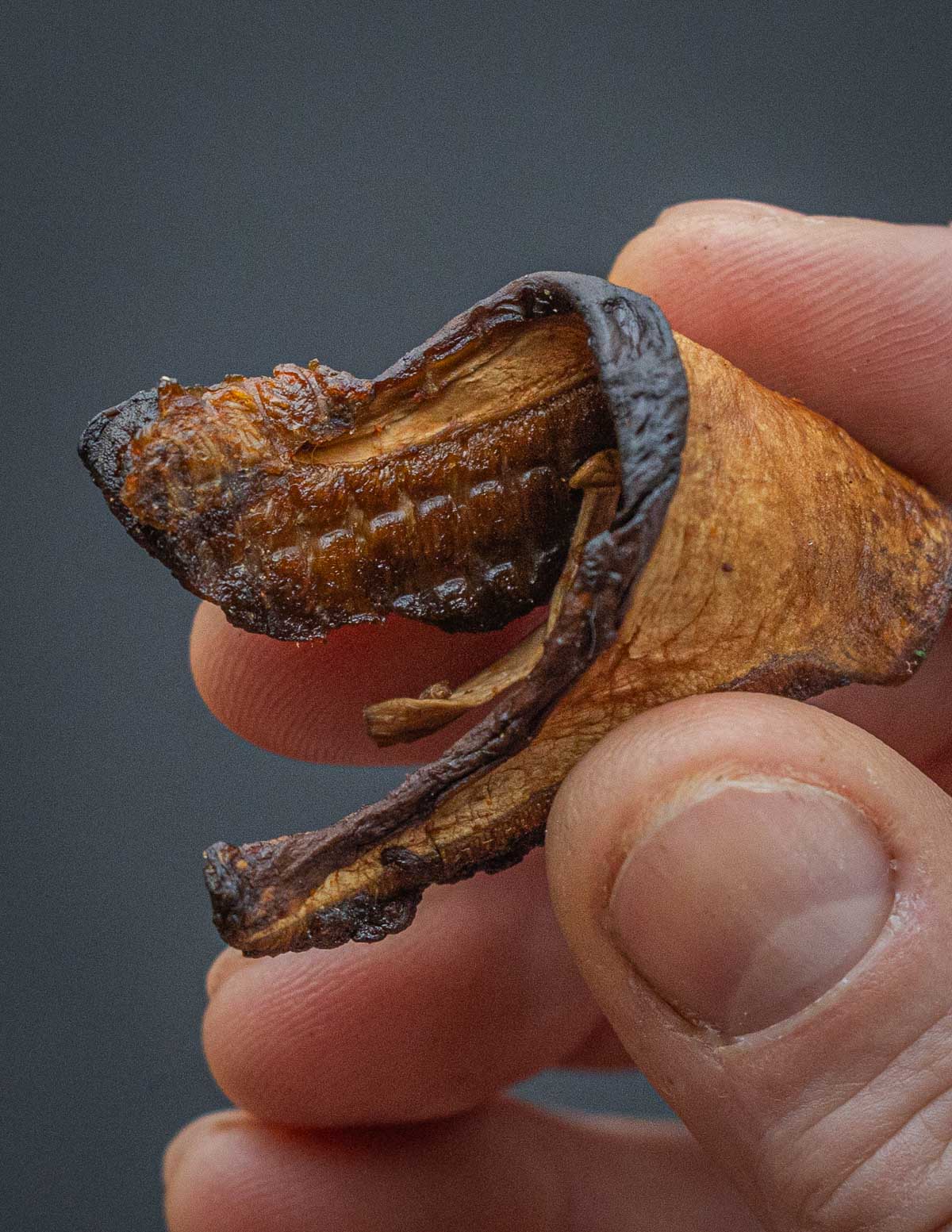 Bending dried oyster mushroom jerky to show how pliable it should be.