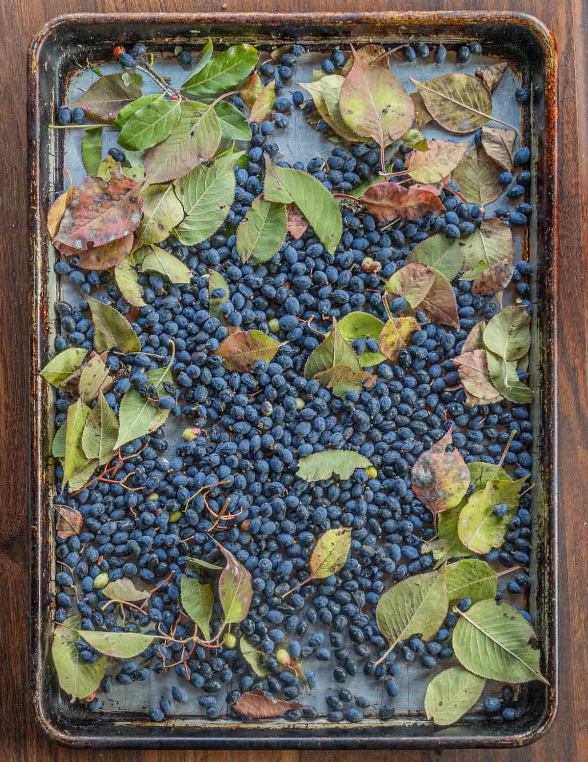 A baking sheet filled with nannyberries, stems and leaves before cleaning. 