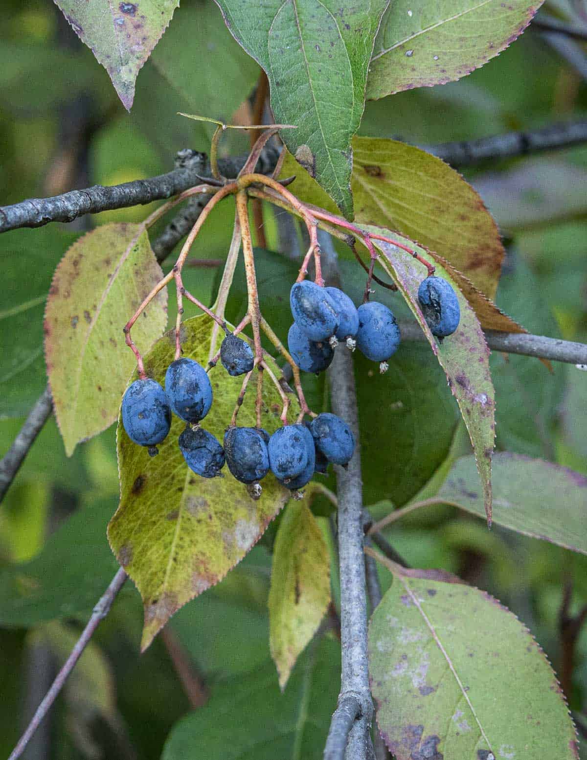 Edible nannyberry fruit (Viburnum lentago) on the tree in the fall.