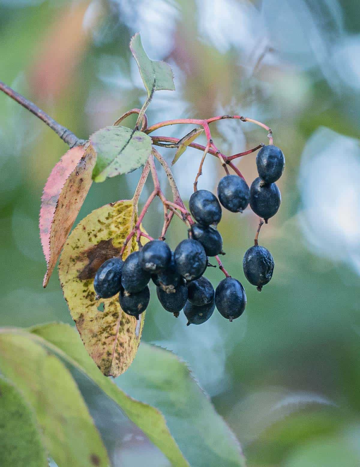 Ripe nannyberries (Viburnum lentago) on a tree. 