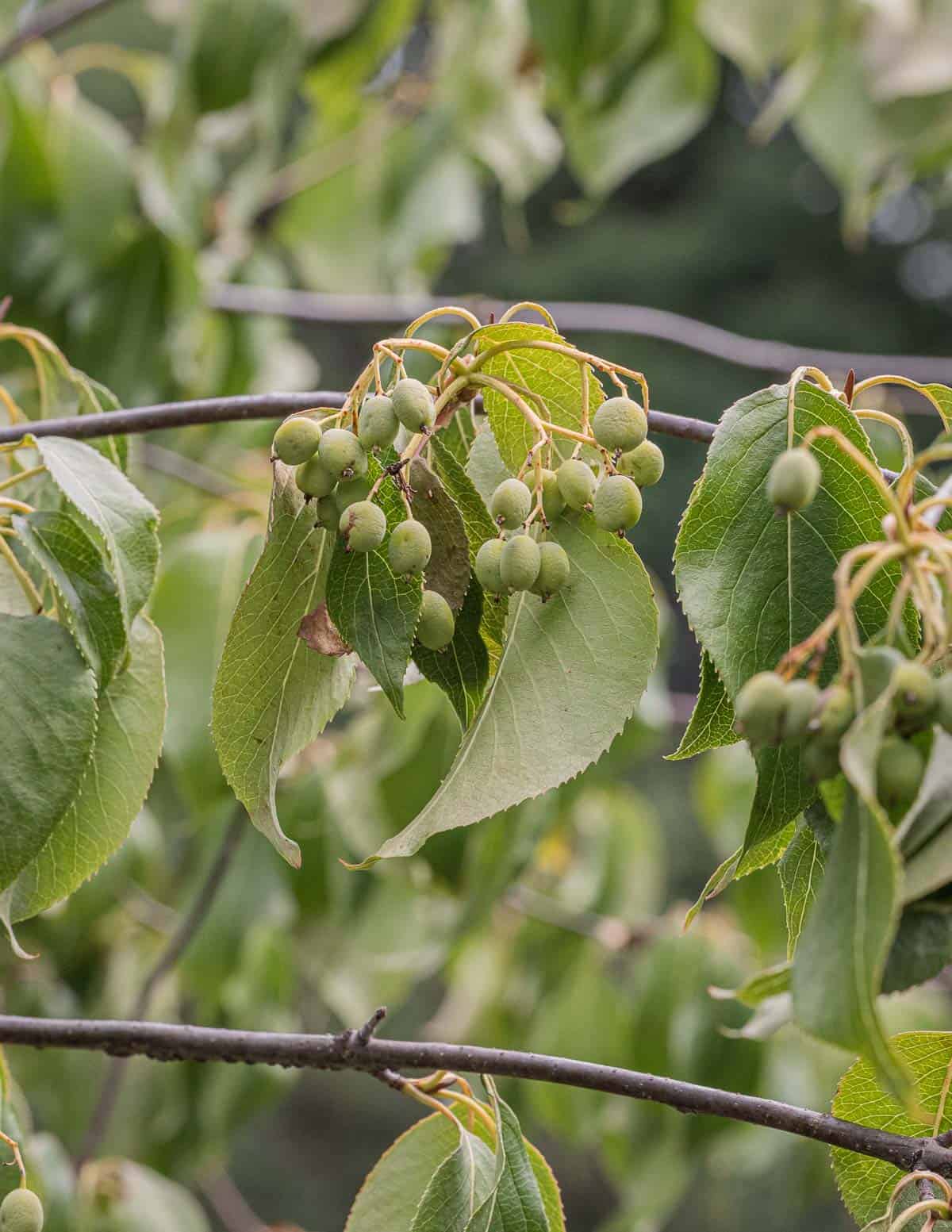 Green, unripe nannyberry fruit (Viburnum lentago) on the shrub.