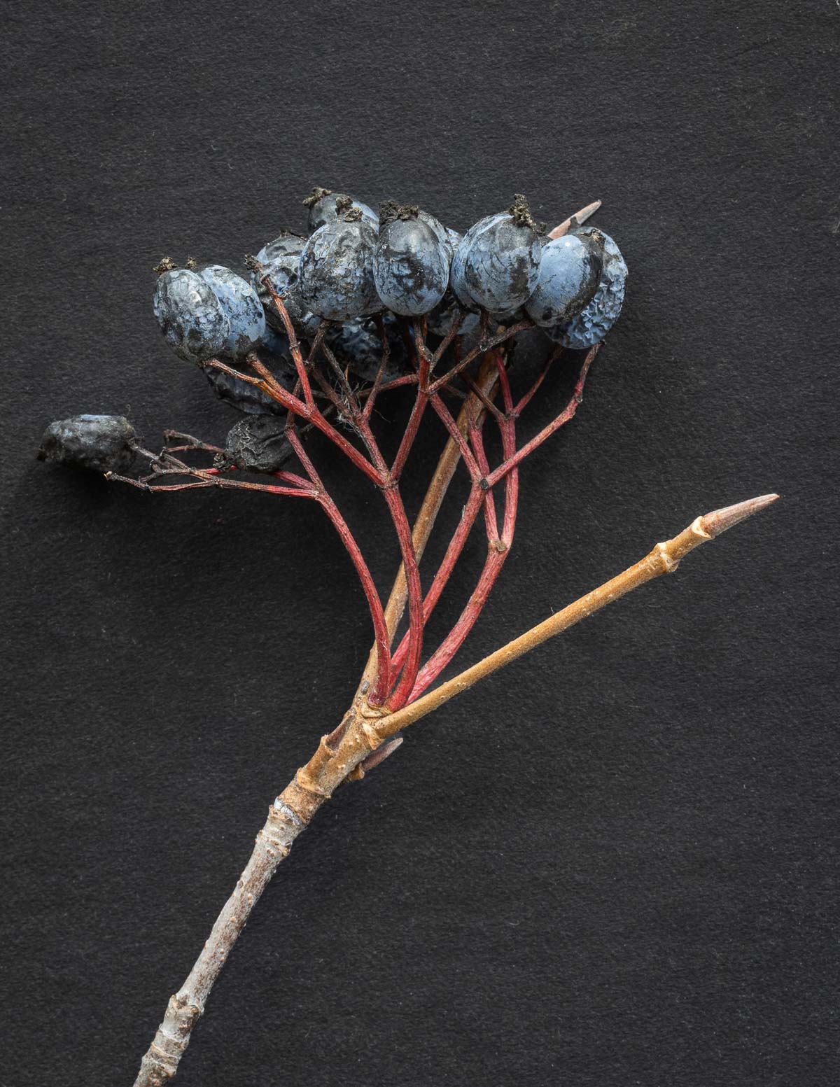A close up identification image of ripe viburnum fruit on the branch showing the claw-shaped nannyberry bud and red stems.