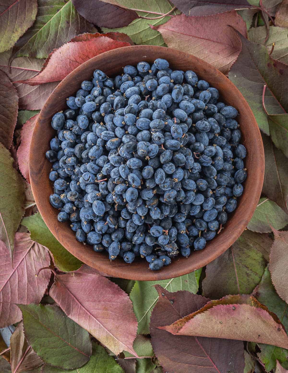 A bowl of fresh nannyberry fruit surrounded by nannyberry leaves of different colors.