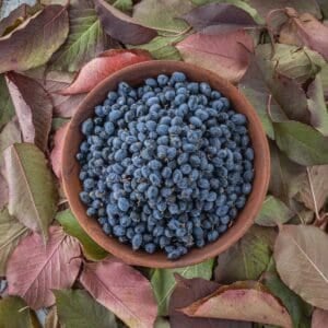 a bowl of fresh nannyberry fruit (Viburnum lentago) in a bowl surrounded by nannyberry leaves of different colors.