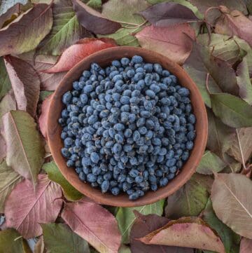 a bowl of fresh nannyberry fruit (Viburnum lentago) in a bowl surrounded by nannyberry leaves of different colors.