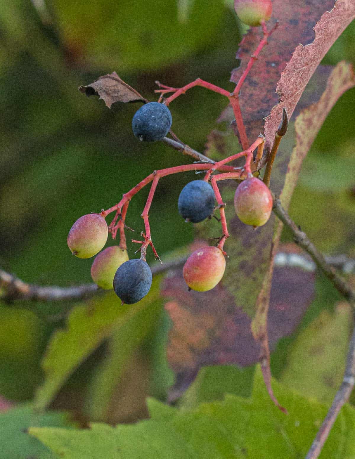 Ripe and unripe nannyberry fruit during the summer. 