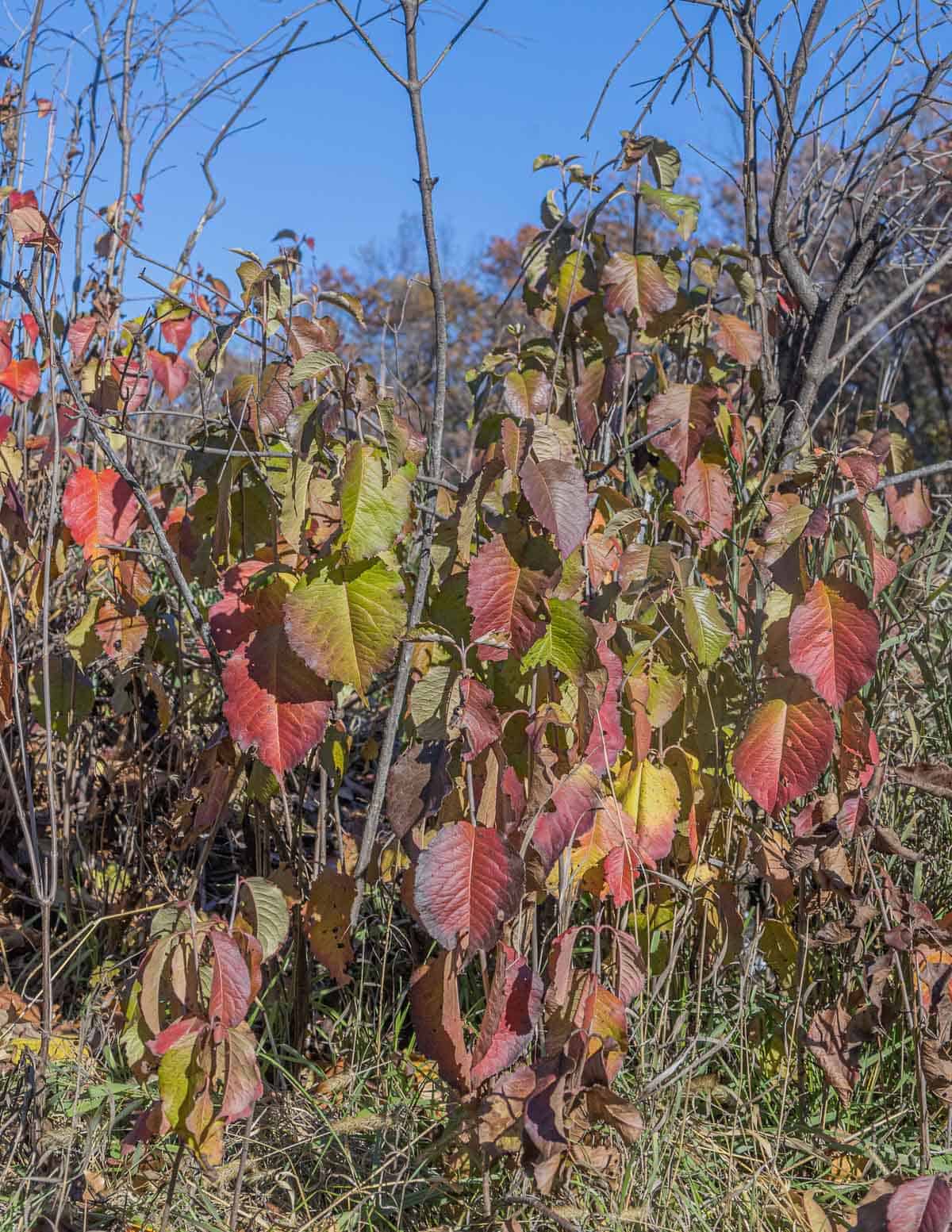 Young nannyberry suckers growing at the base of nannyberry shrubs showing changing leaf colors in the fall. 