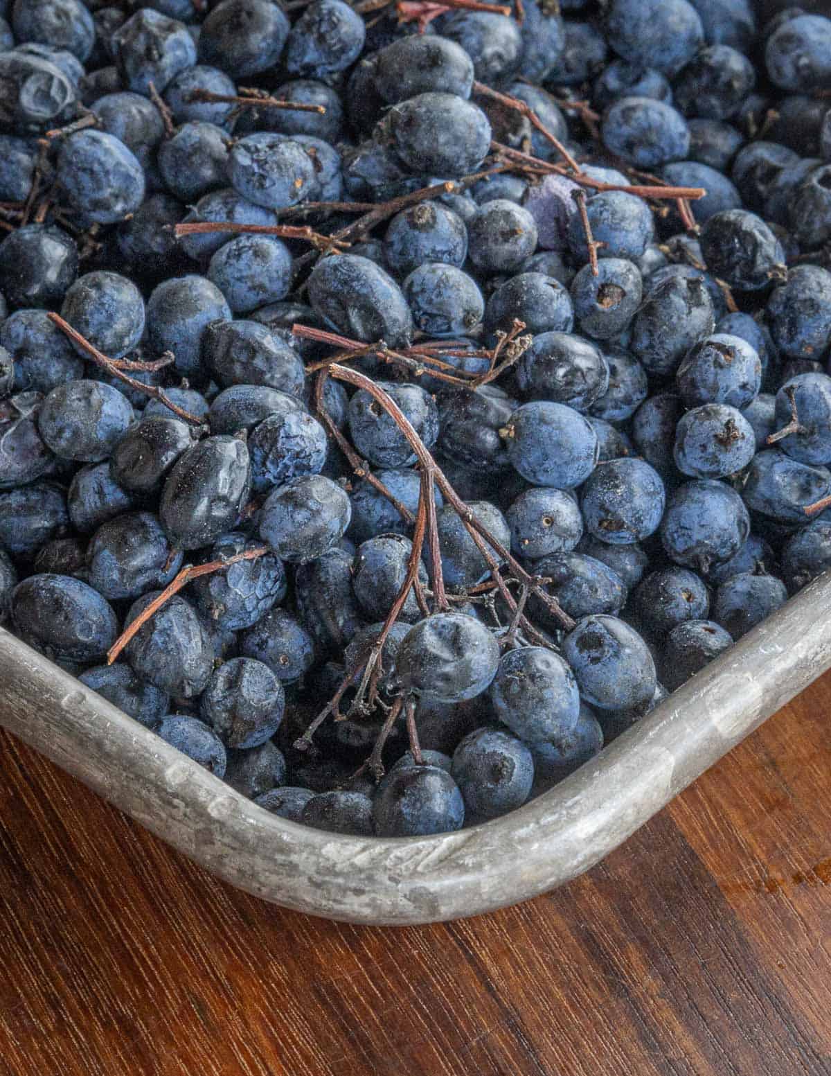 A tray of nannyberry fruit harvested in the winter showing large amounts of stem to be removed. 