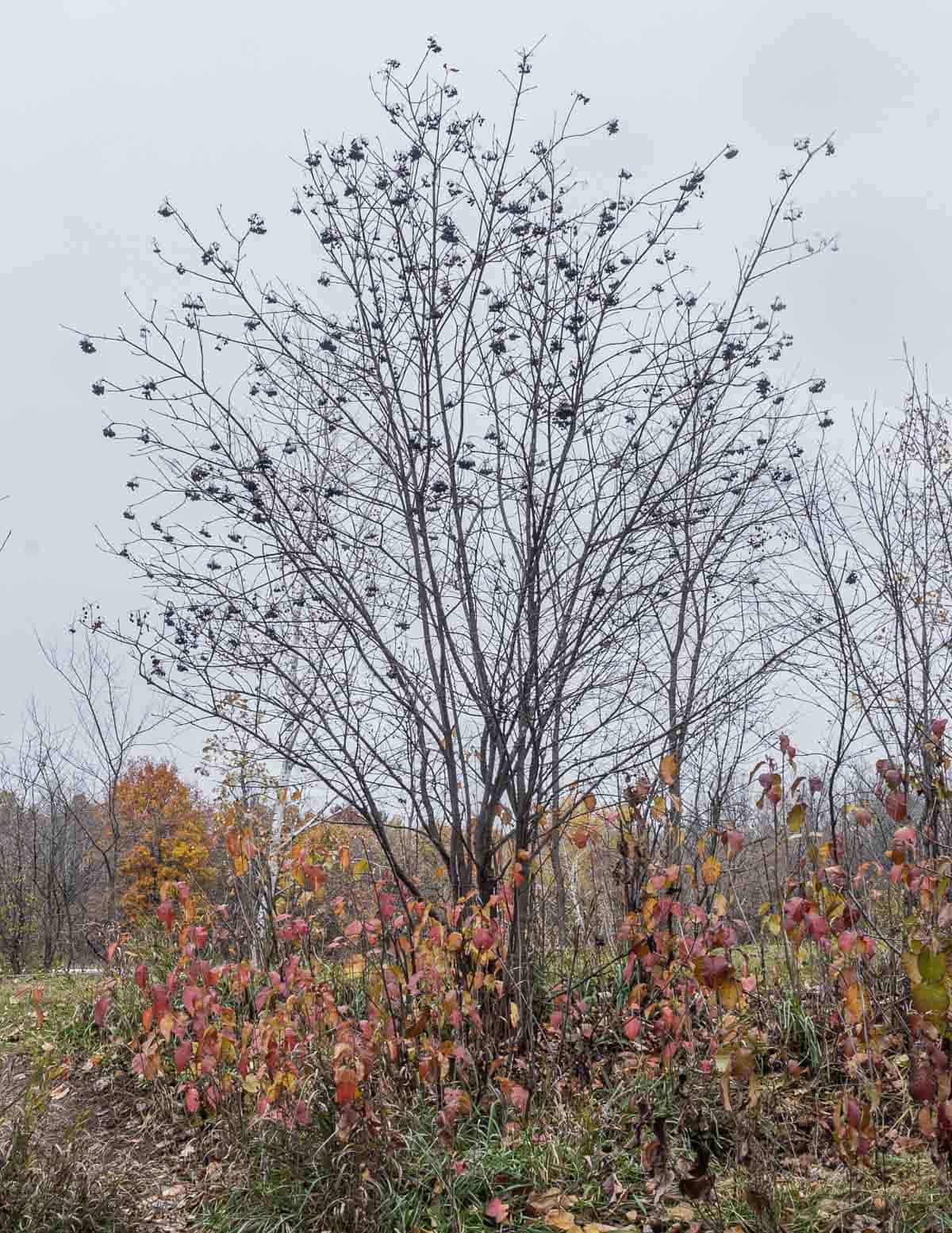 A nannyberry tree (Viburnum lentago) showing fruit on the branches in winter. 