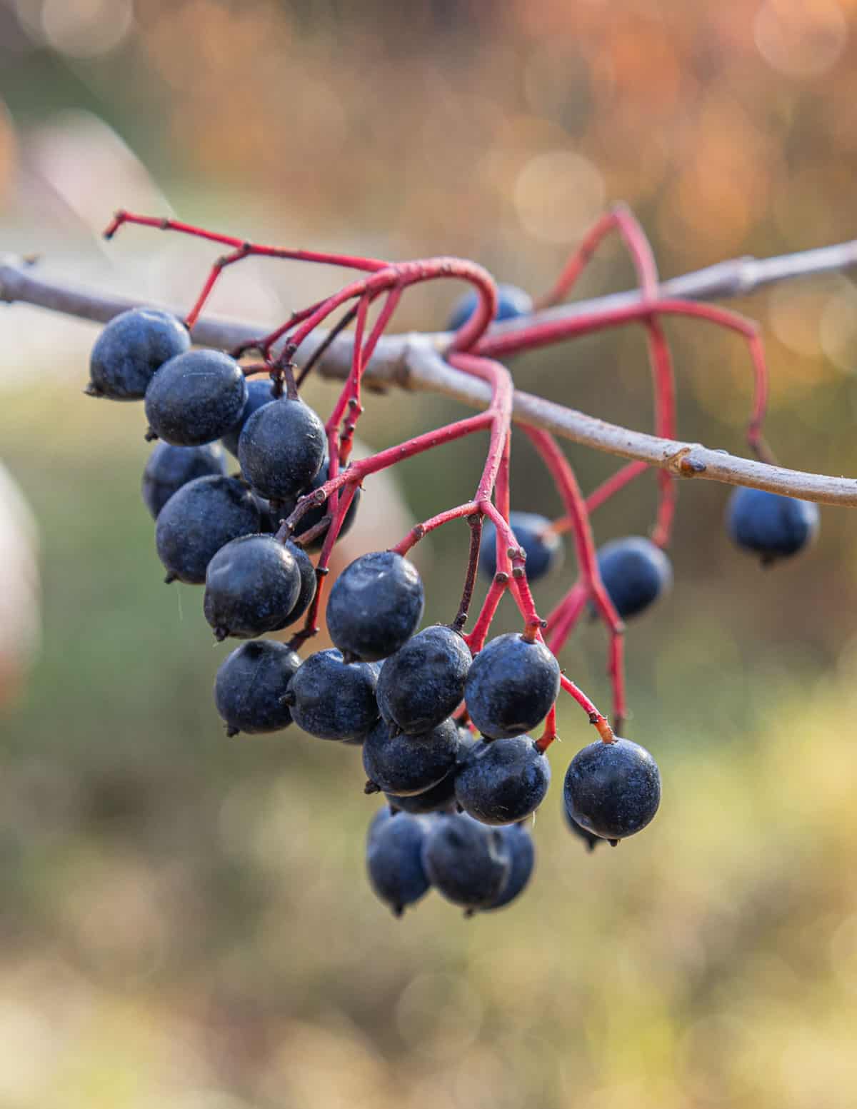 Ripe, edible nannyberries (Viburnum lentago) on the plant in the fall. 