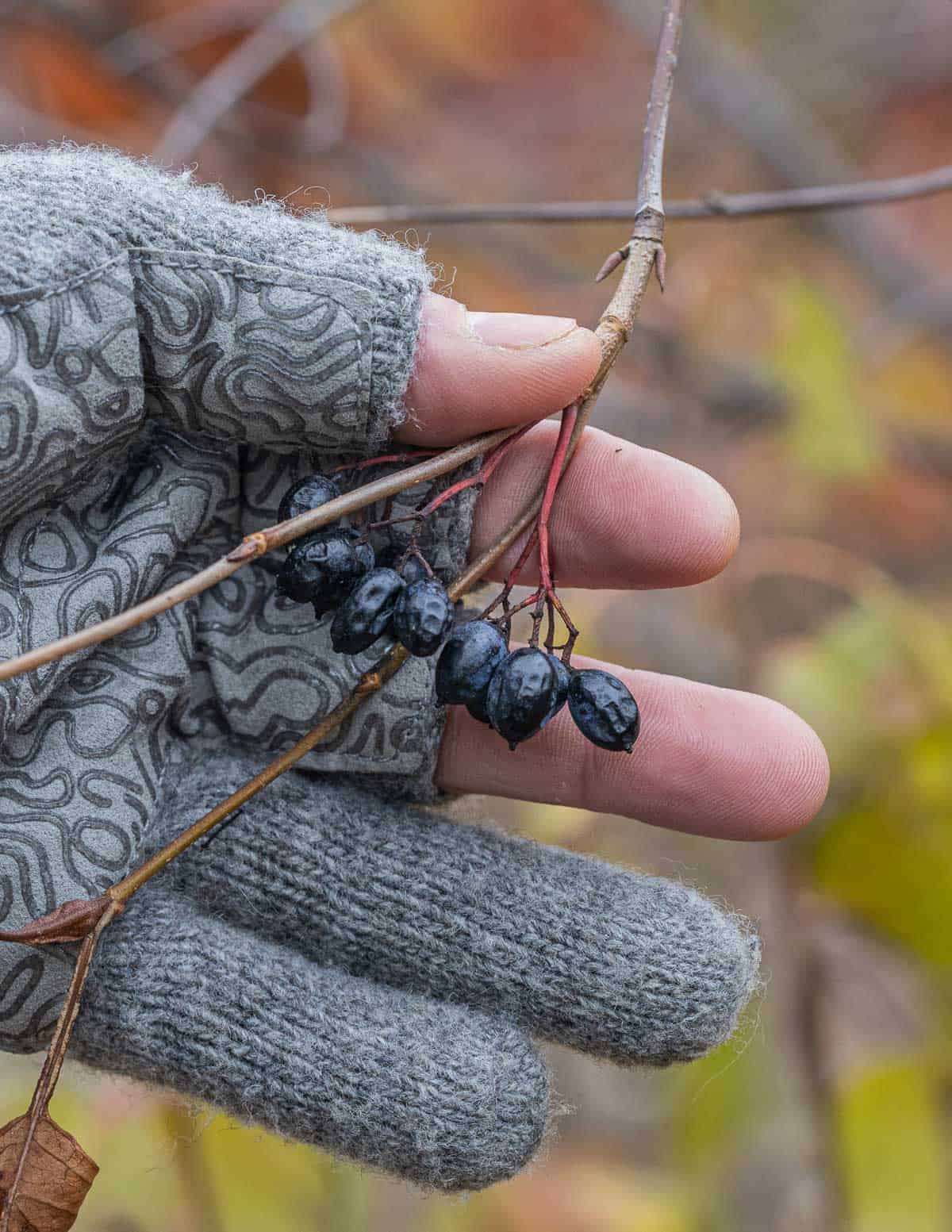 A hand showing edible nannyberry fruit outside in the winter. 