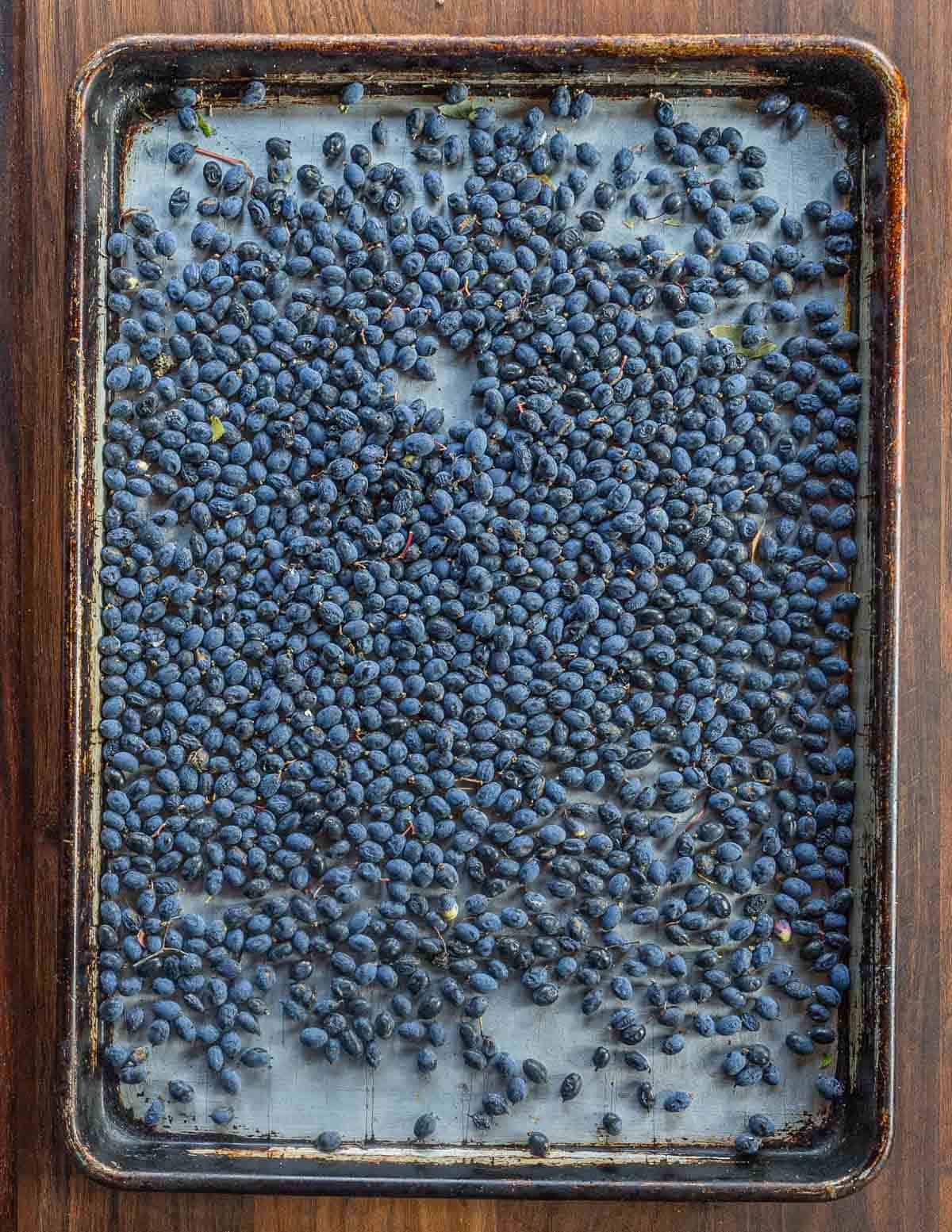 A baking sheet filled with cleaned nannyberries.