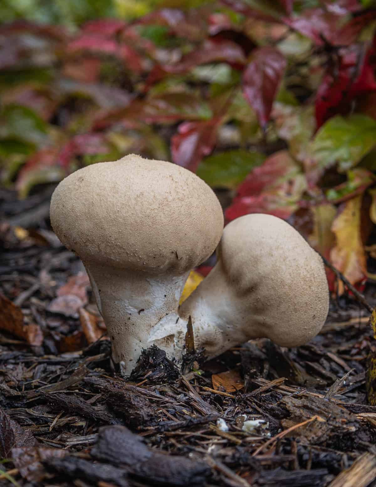 Apioperdon pyriforme, the pear-shaped puffball growing in wood chips. 