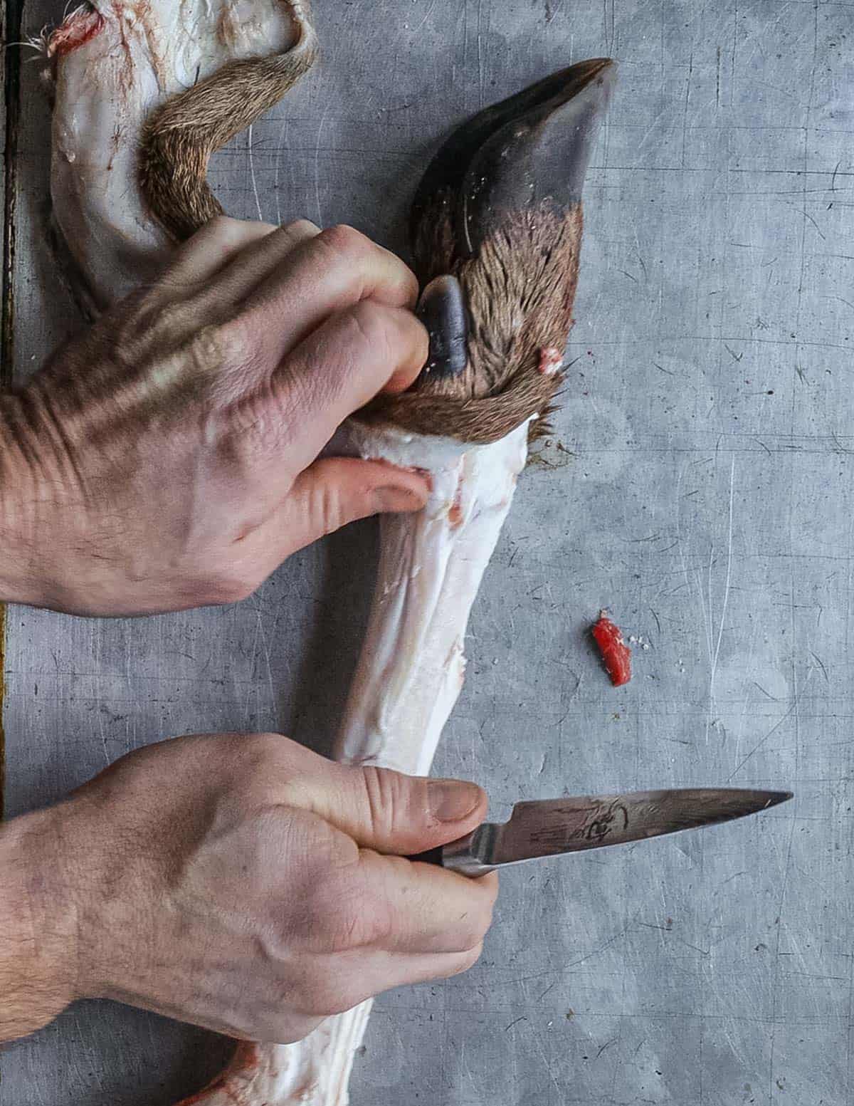 Removing the skin and fur from venison feet. 