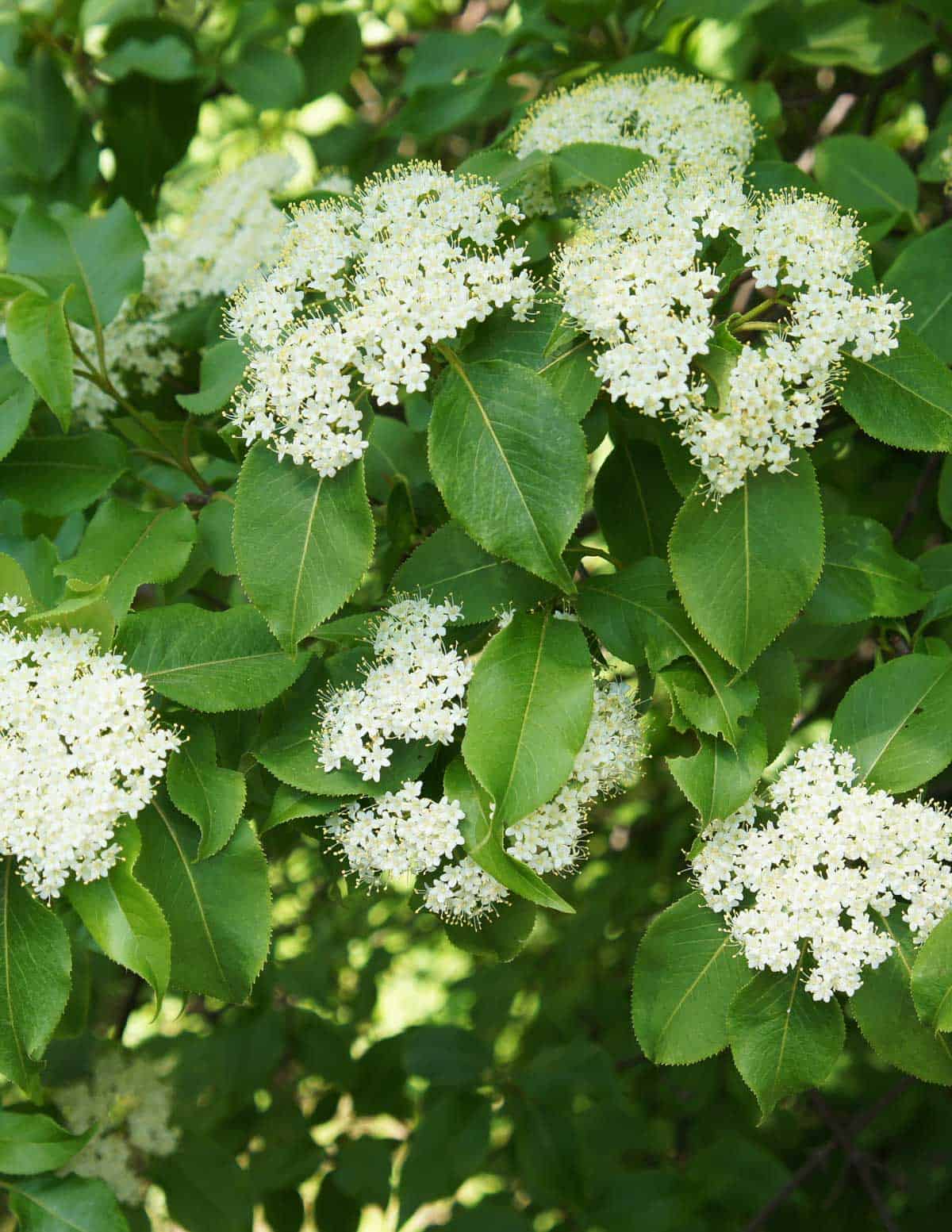 nannyberry viburnum lentago flowers on a shrub. 