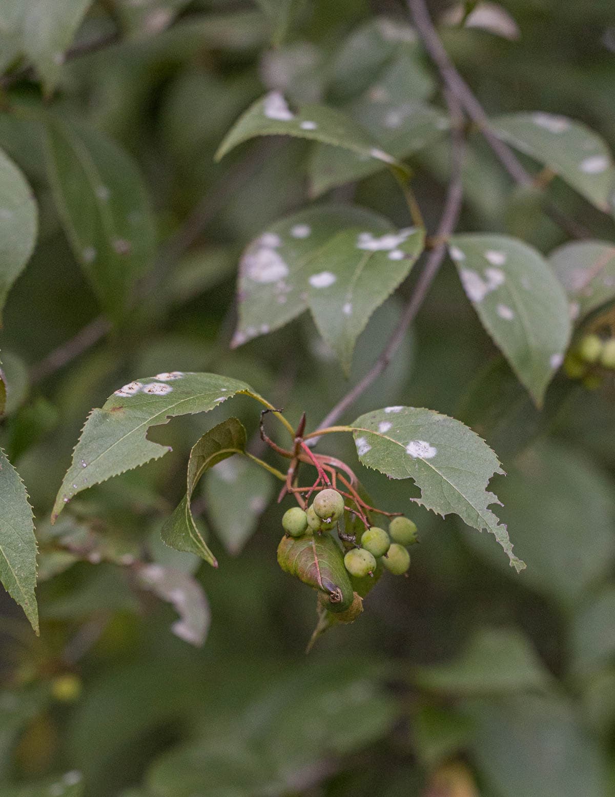Nannyberry shrub (Viburnum lentago) showing damage from insects and powdery mildew infection.