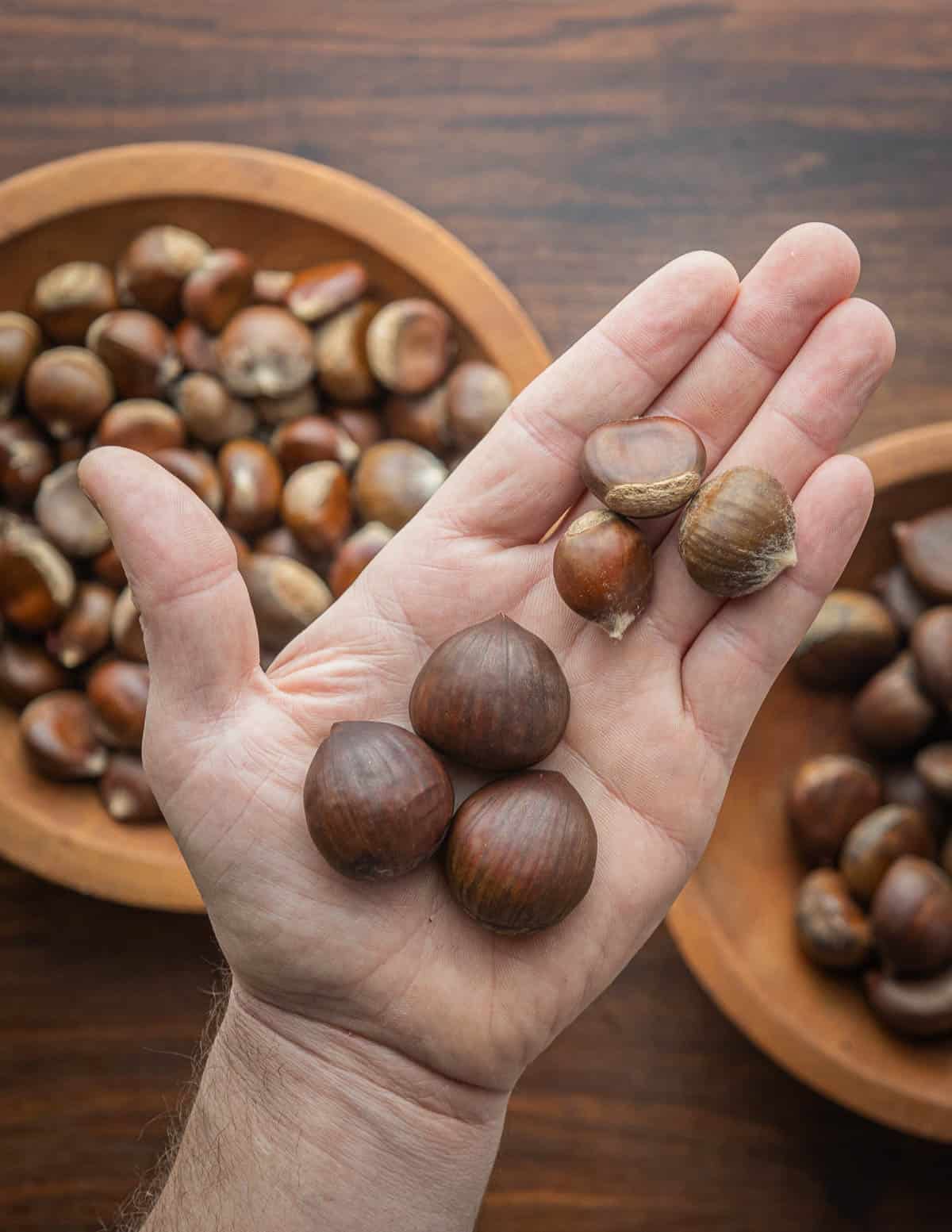 A comparison of Chinese and Italian chestnuts shown in a hand above bowls of chestnuts.