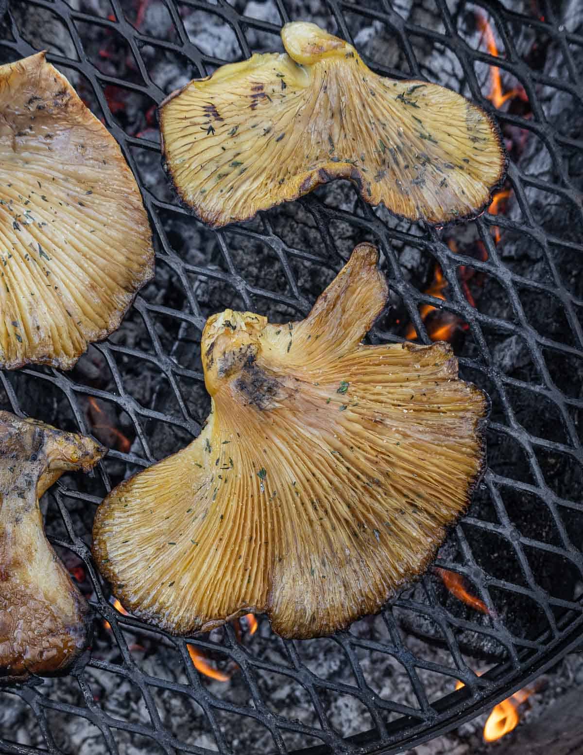 Mukitake or fall oyster mushrooms cooking on a wood fire grill. 