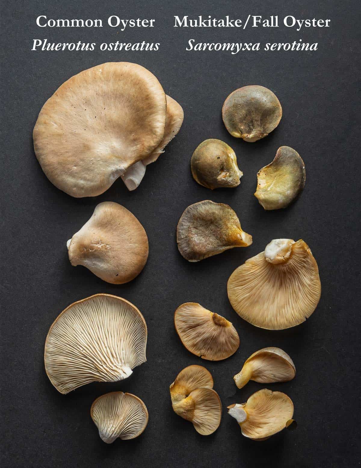 A comparison of oyster mushrooms vs fall oyster mushrooms for identification. 
