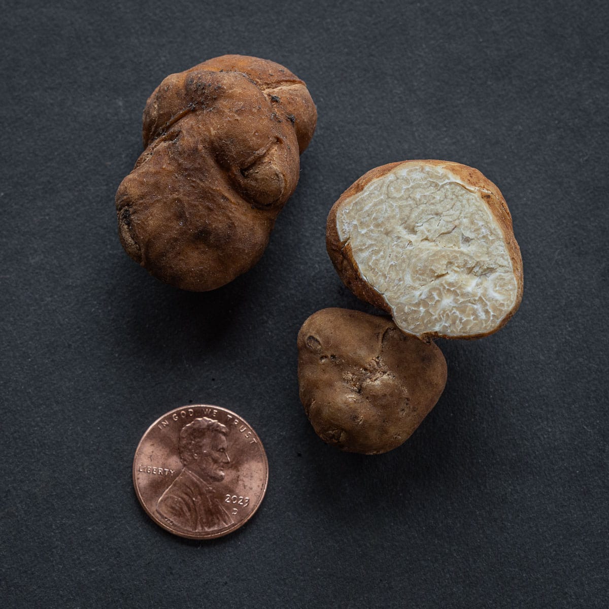 Pecan truffles (Tuber lyonii) from North Carolina next to a penny for scale. 