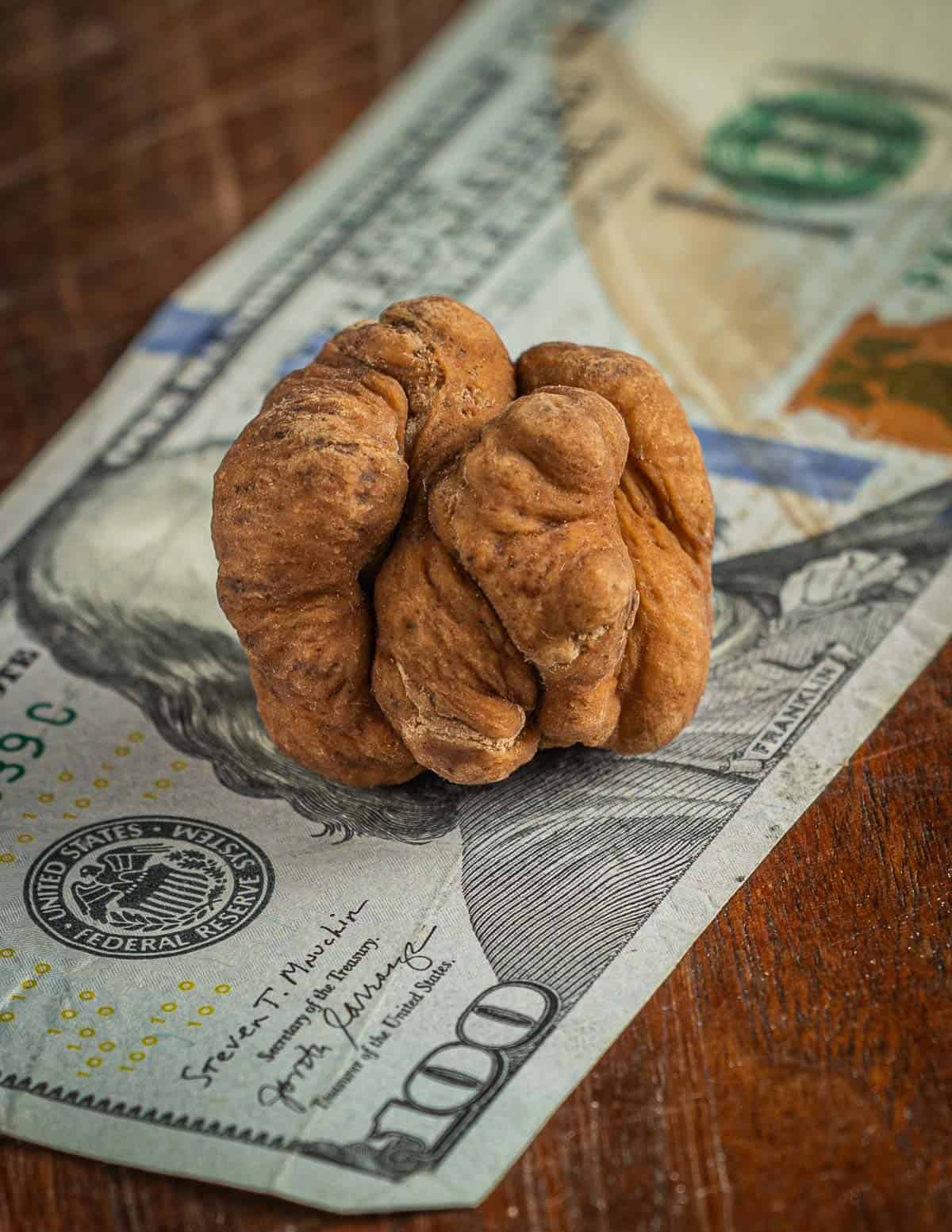 A pecan truffle mushroom placed on a hundred dollar bill to show its value. 
