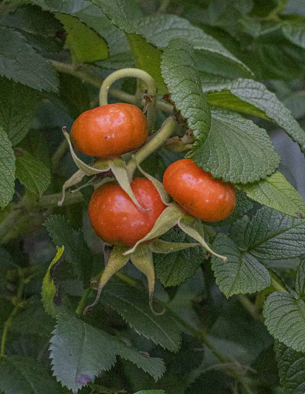 Rosa rugosa hips growing on a plant in the summer. 