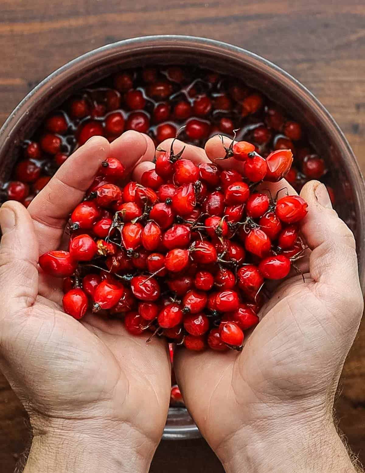 Washing rosehips in a bowl of water. 