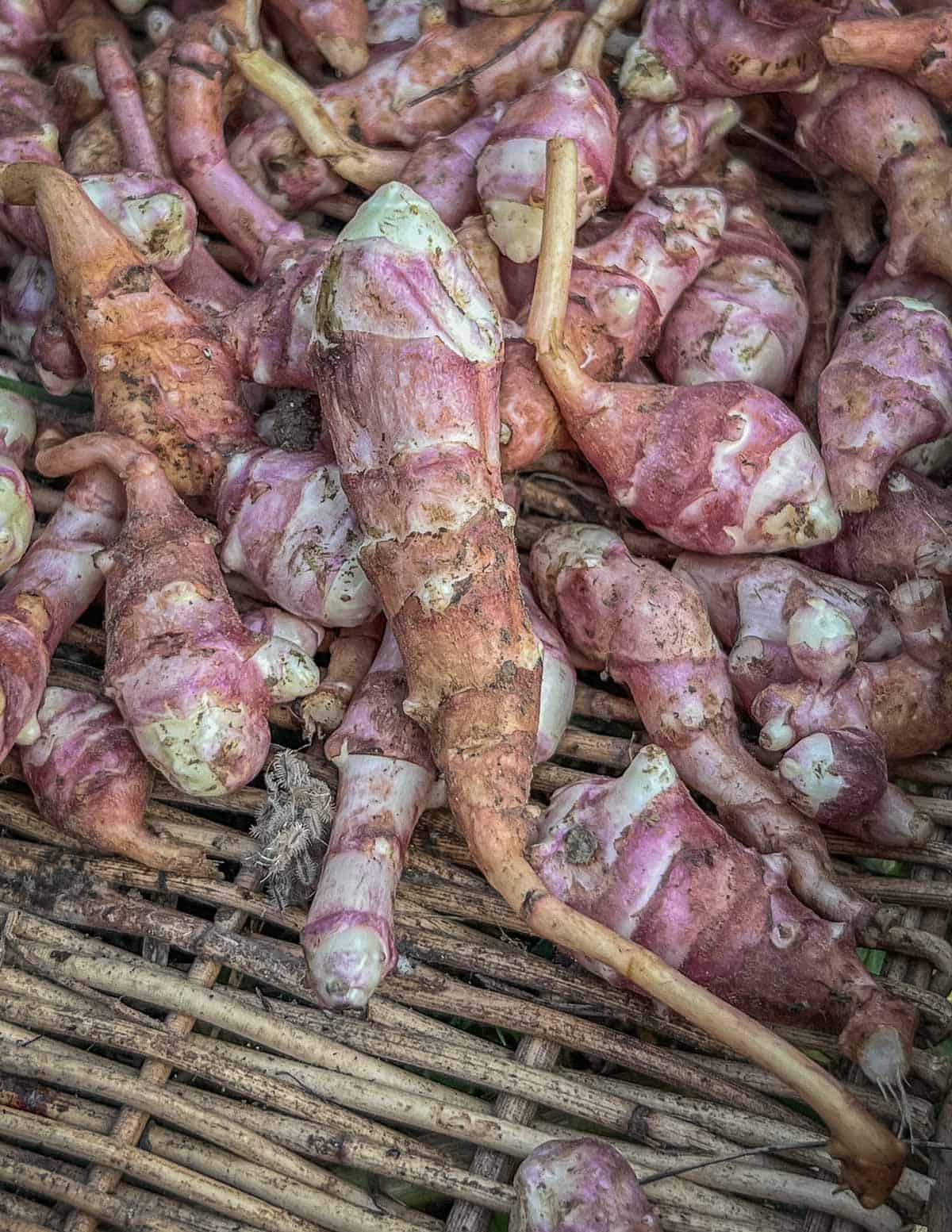 A close up image of wild Italian sunchokes or Jerusalem artichokes. 