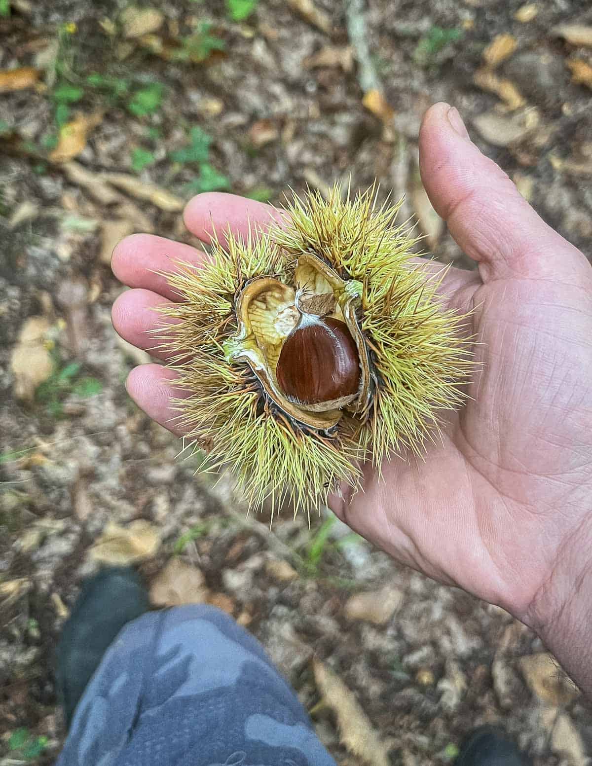 A wild edible Italian chestnut inside of it's spiky hull fresh from the tree in Italy. 
