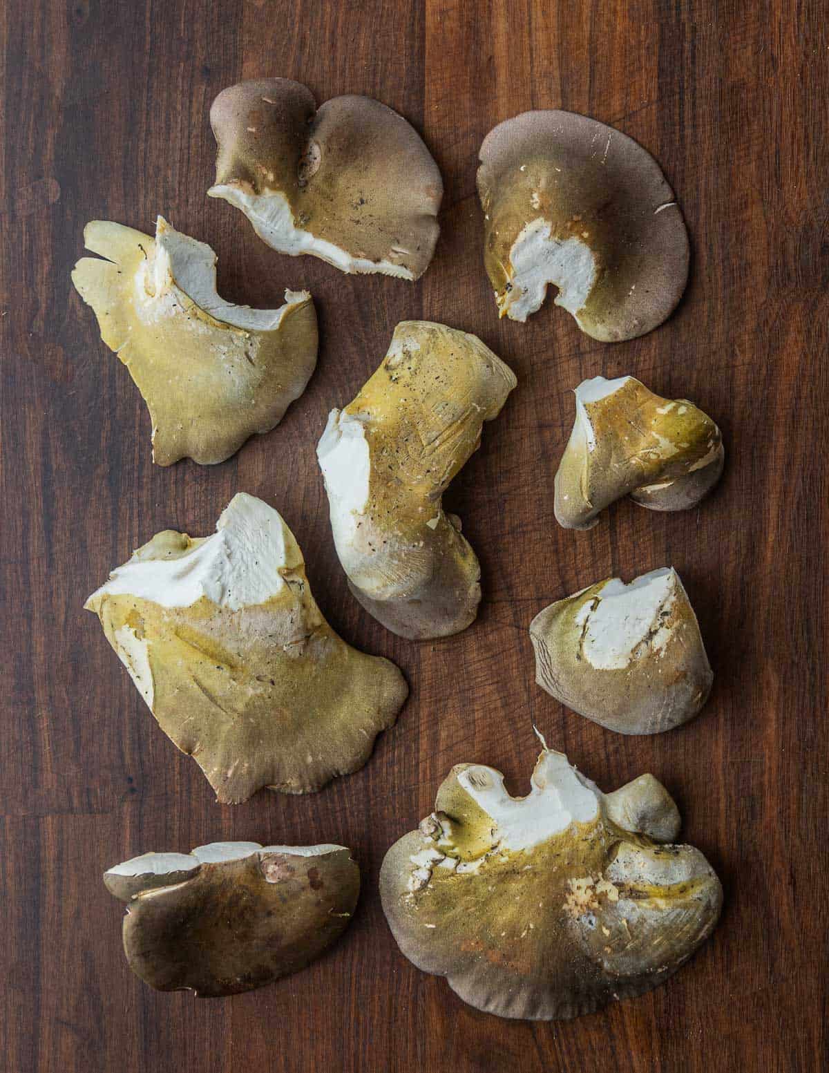 A top down image of many late fall oyster mushrooms showing variation in cap color. 