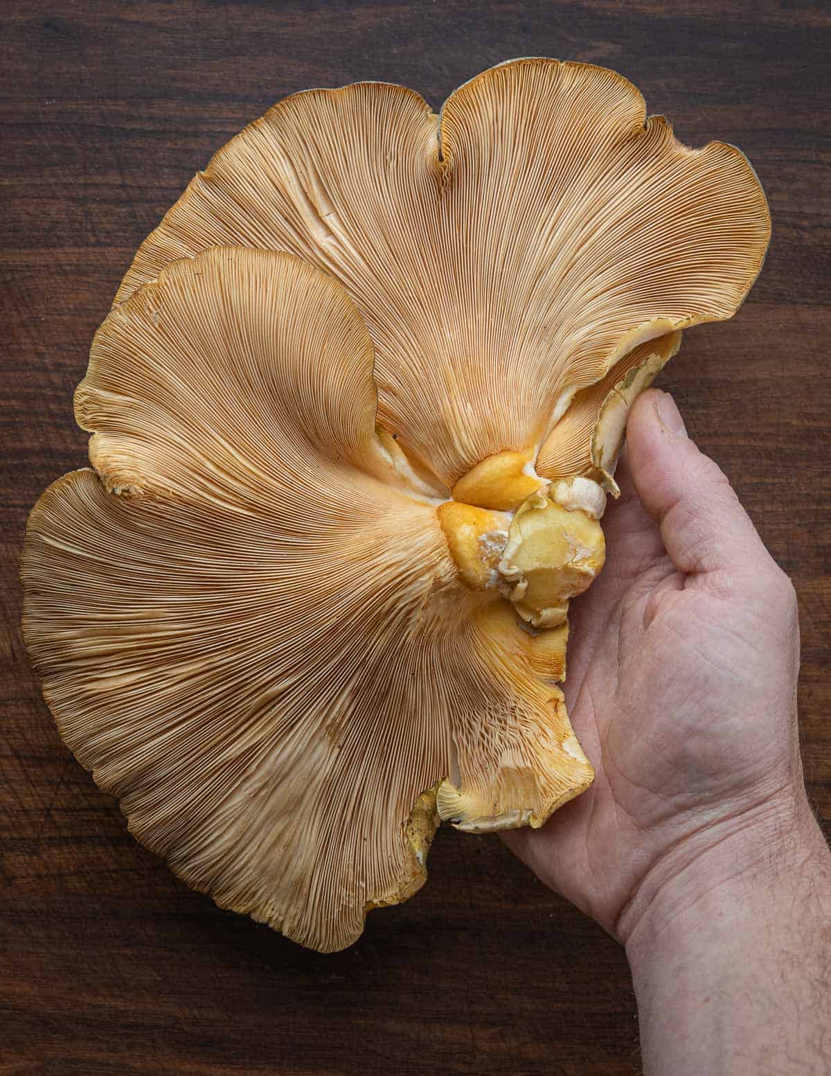 A hand holding large fall oyster mushrooms showing orange gills. 