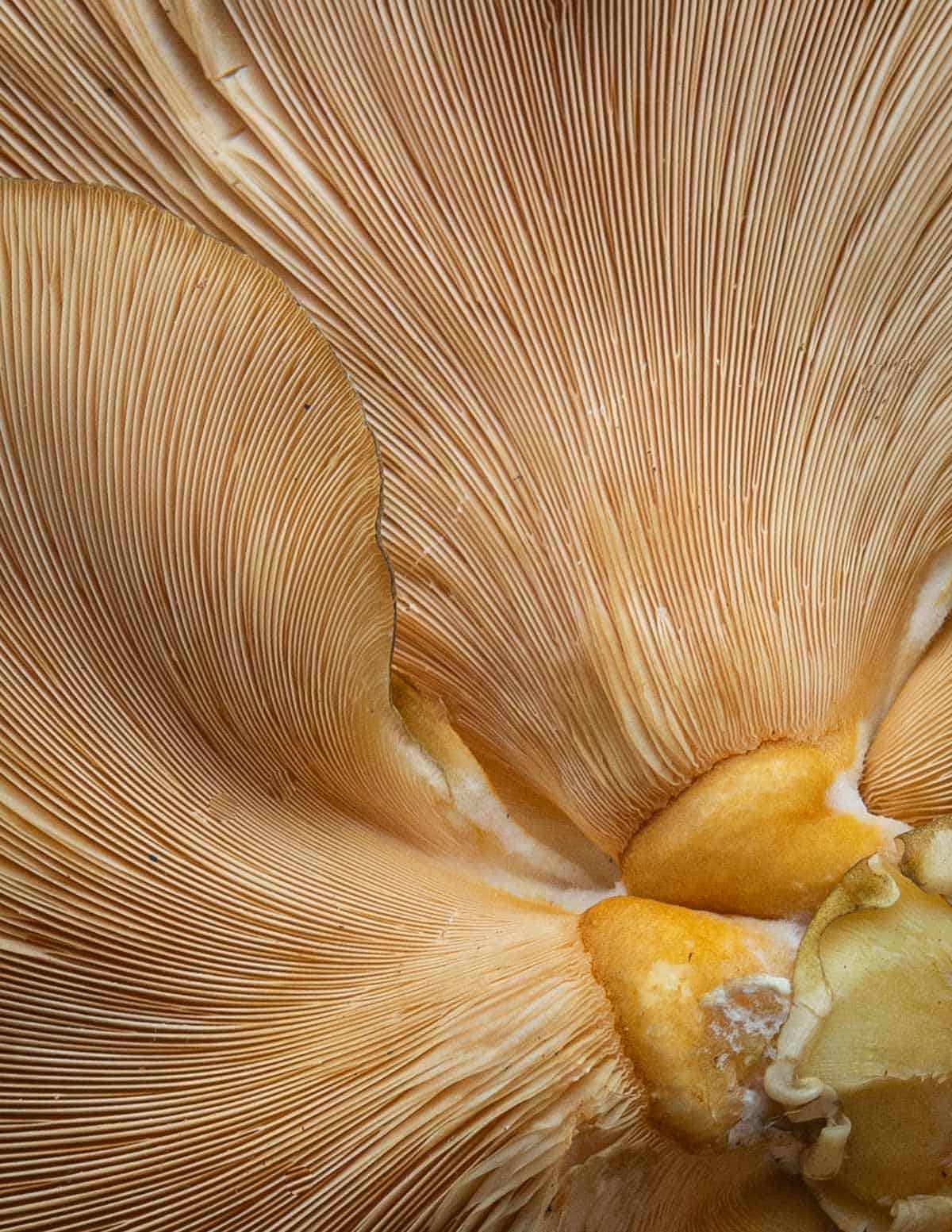 A close up image of mukitake or late fall oyster mushrooms showing orange gills. 