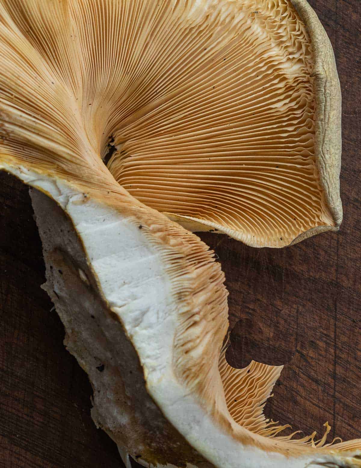 A close up image showing the cut white flesh of mukitake or late fall oyster mushrooms. 