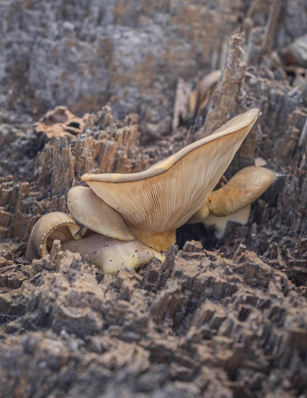 Late fall oyster mushrooms (Sarcomyxa serotina) growing on a cottonwood stump. 