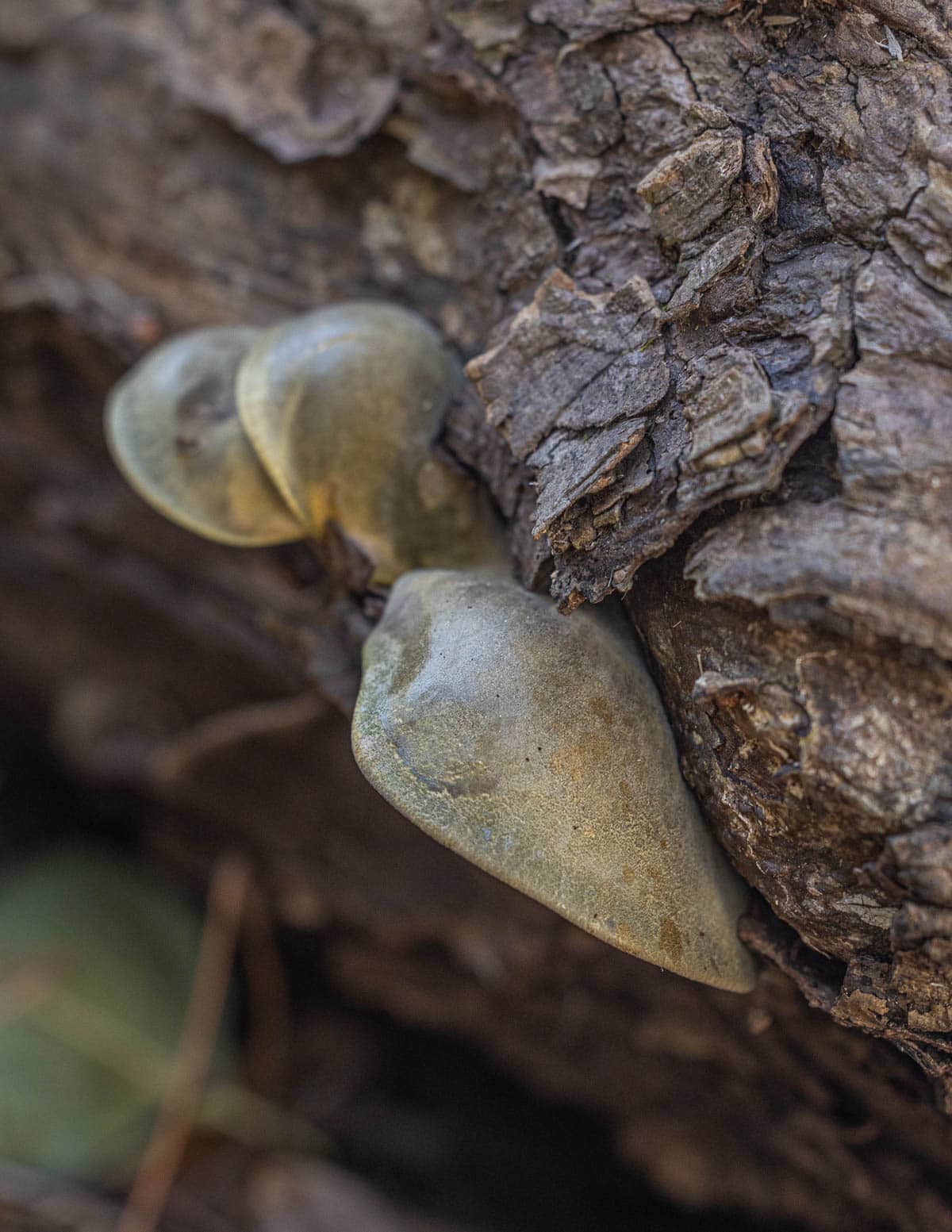 fall oyster mushrooms with green caps (Sarcomyxa serotina) growing on a fallen log. 
