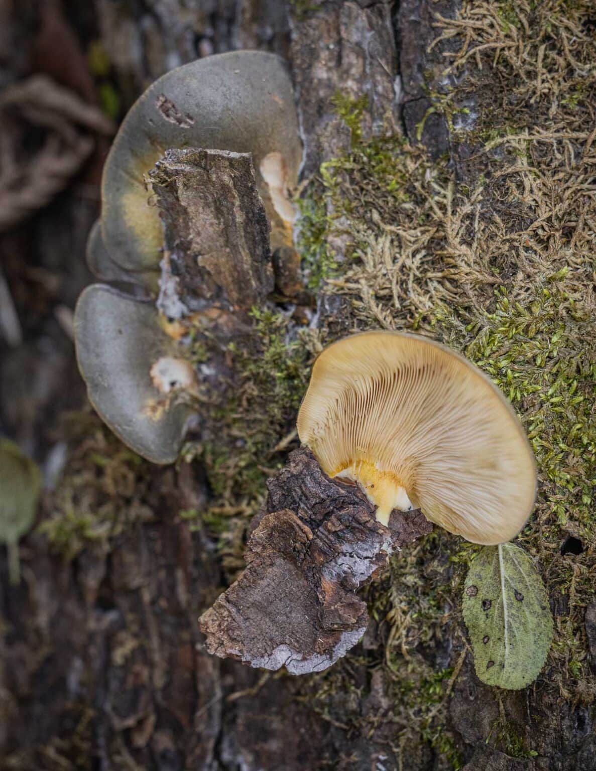 Late Fall Oyster Mushrooms serotina