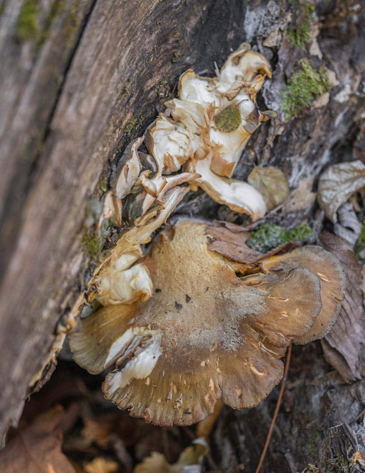 Mukitake or late fall oyster mushrooms (Sarcomyxa serotina) that have been eaten by squirrels growing on a tree. 
