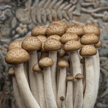 A close up image of beech mushrooms (Hypsizygus tessulatus) on a ceramic plate with a mushroom design.