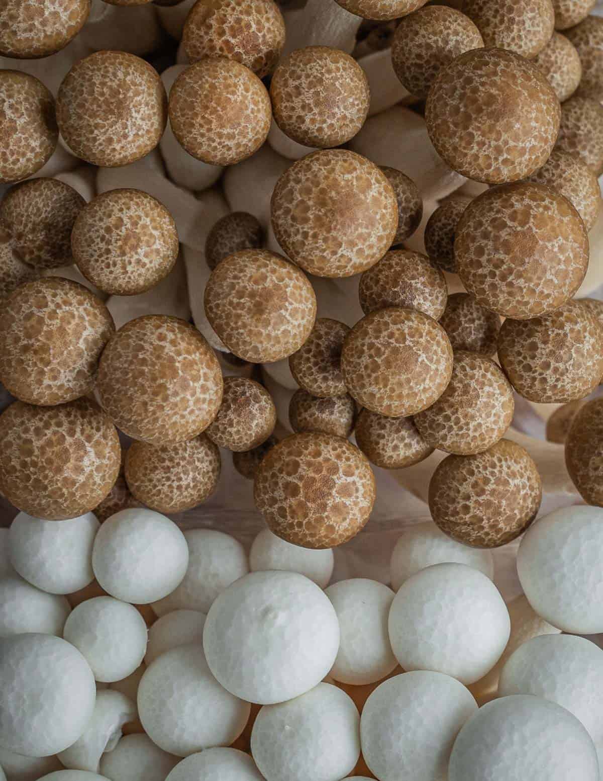 A top down image comparing the caps of brown beech mushrooms with white beech mushrooms. 