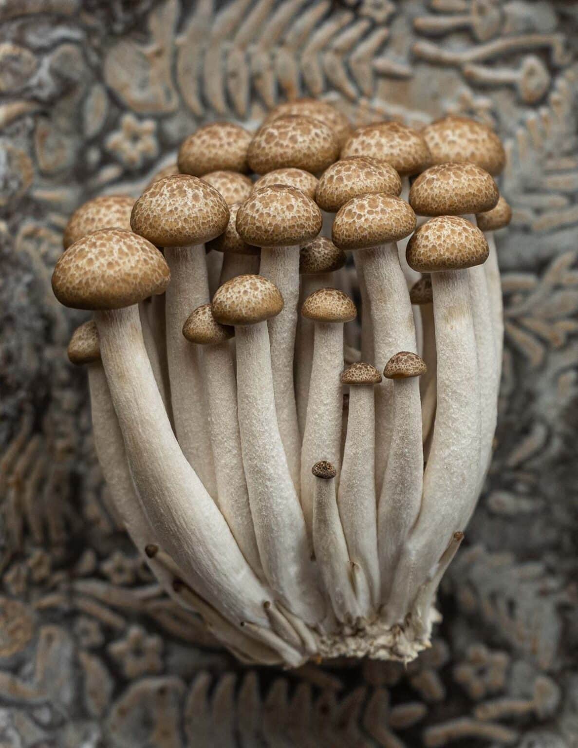Beech Mushrooms - Forager | Chef